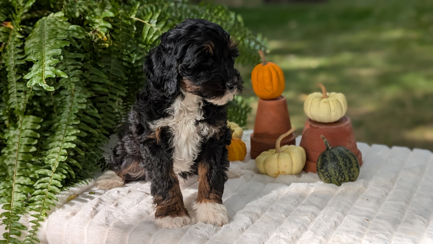 MINI BERNEDOODLE (08/06) FEMALE