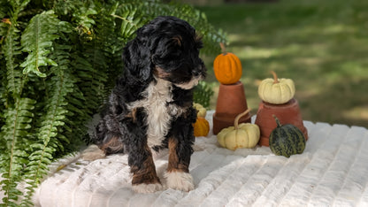 MINI BERNEDOODLE (08/06) FEMALE