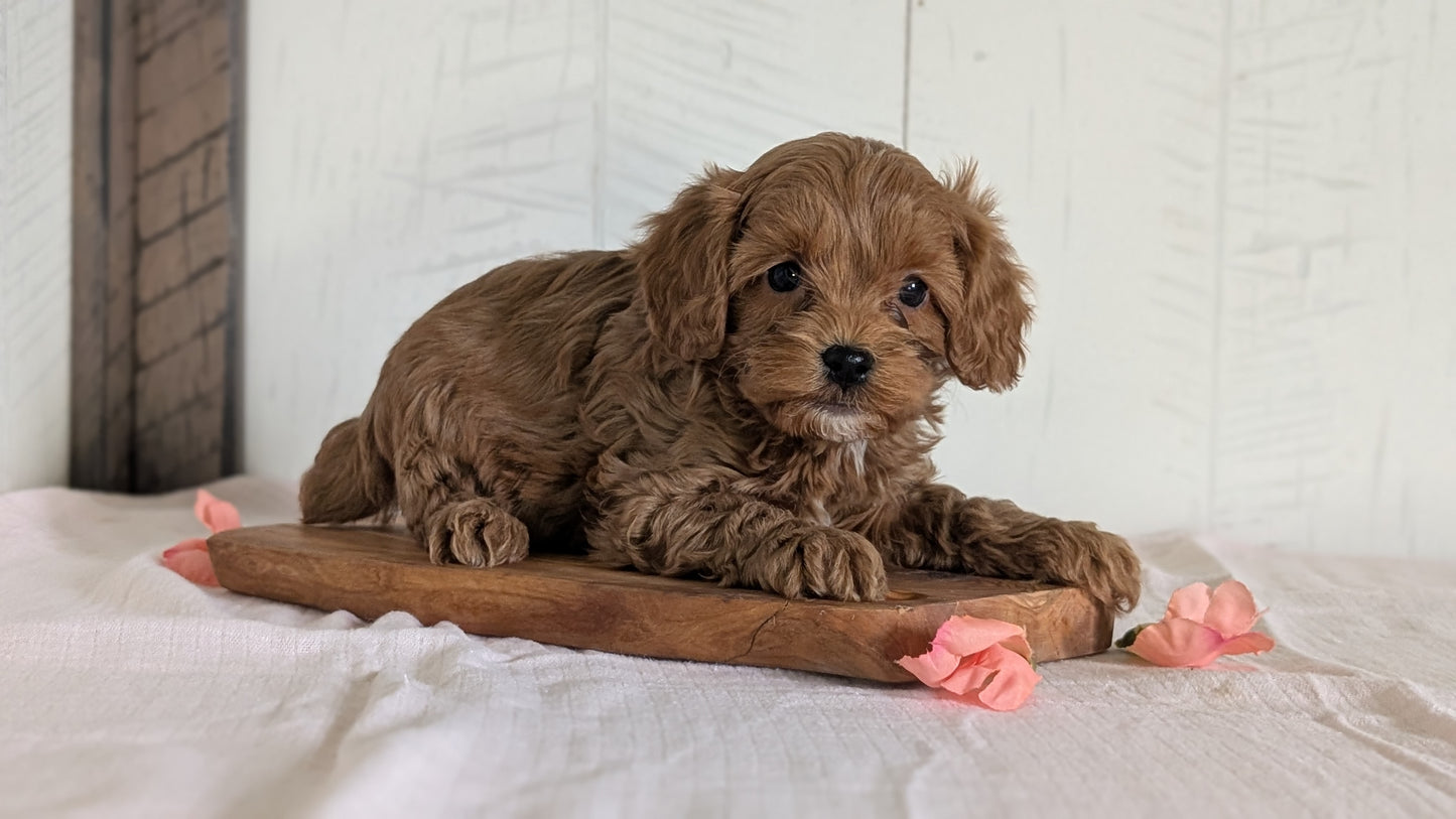 CAVAPOO (FEB 11) MALES