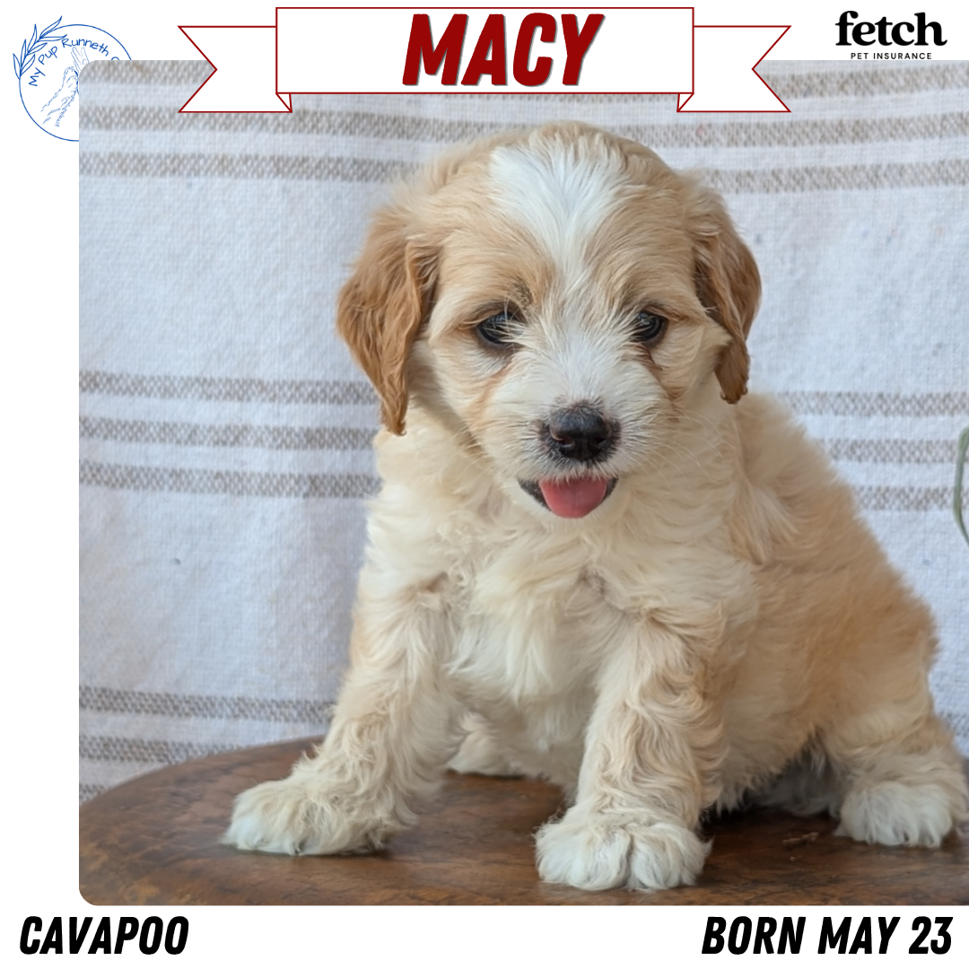 CAVAPOO (MAY 23) FEMALES