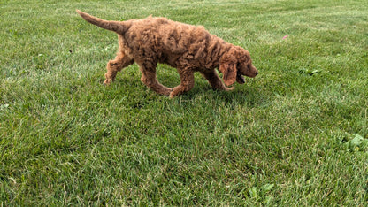 IRISH DOODLE (07/06) FEMALE