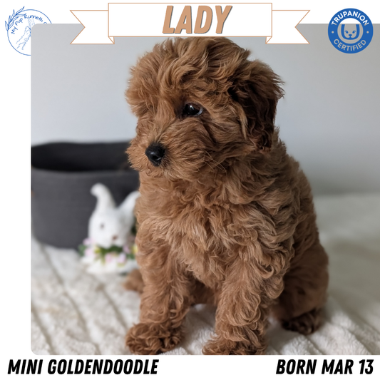 MINI GOLDENDOODLE (MAR 13) FEMALES