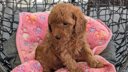 TOY POODLE (JUN 22) MALES