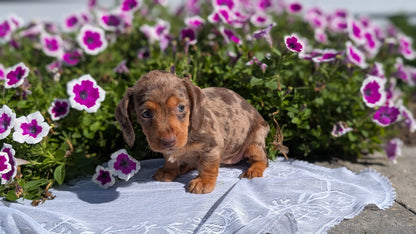 MINI DACHSHUND (08/19) FEMALE
