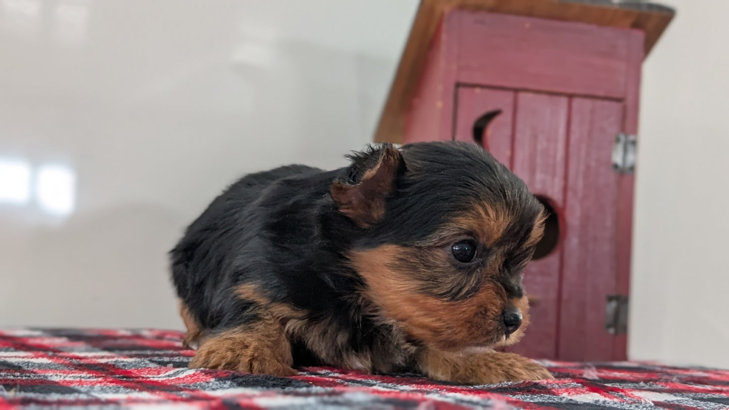 YORKSHIRE TERRIER (DEC 20) FEMALES