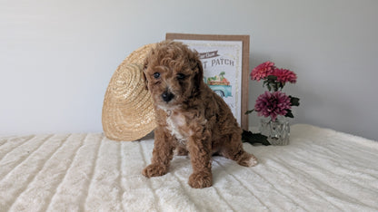 MINI POODLE (06/29) FEMALE
