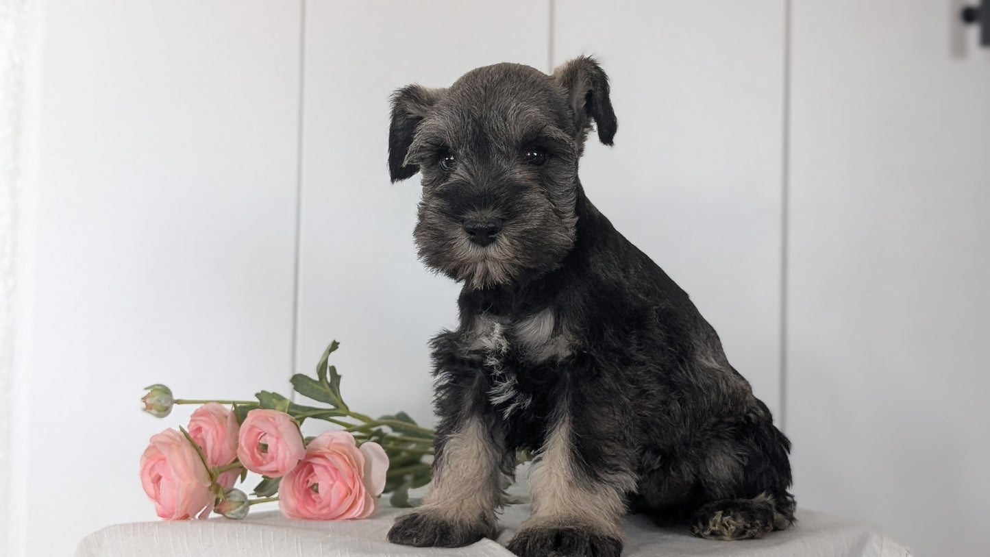 MINI SCHNAUZER (JAN 14) MALES