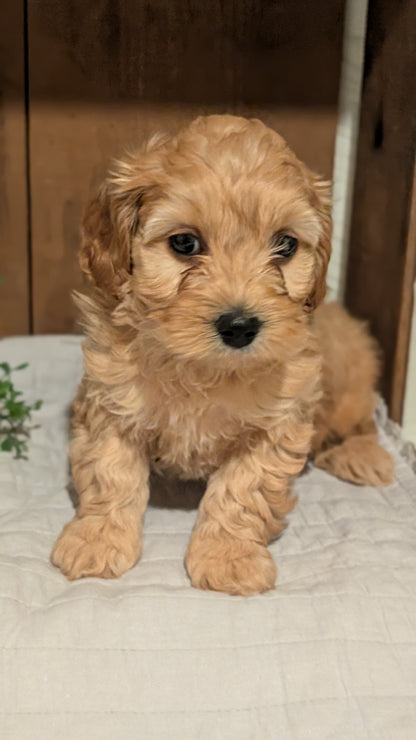 COCKAPOO (AUG 17) 3 FEMALES/1 MALE