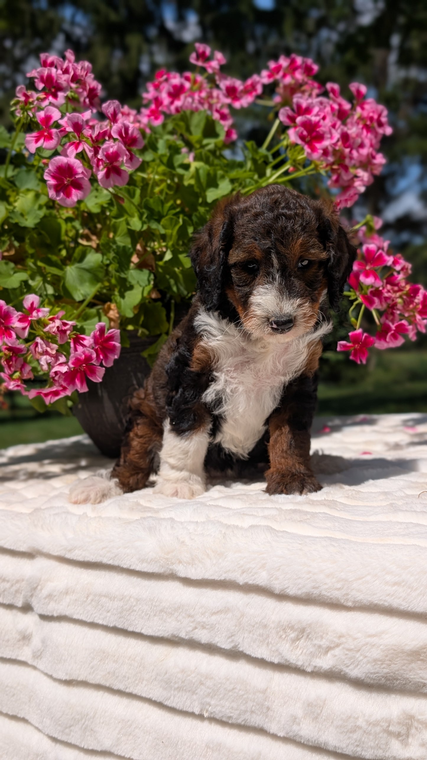 MINI BERNEDOODLE (06/11) FEMALE