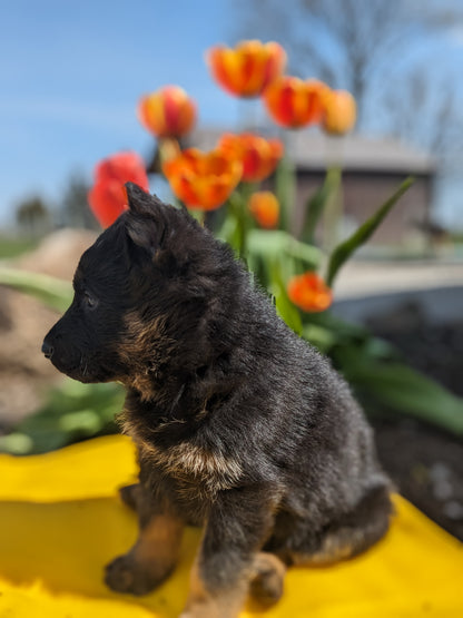 GERMAN SHEPHERD (03/15) MALE