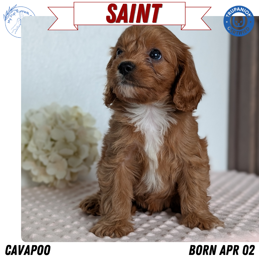 CAVAPOO (APR 02) MALES