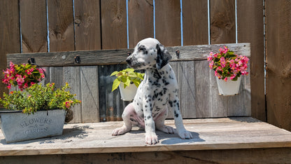 DALMATIAN (06/09) FEMALE