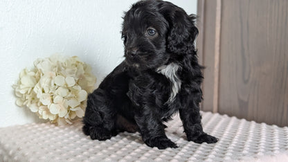 CAVAPOO (APR 02) MALES