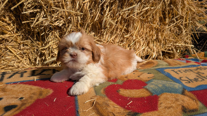 SHIH TZU (01/23) MALE