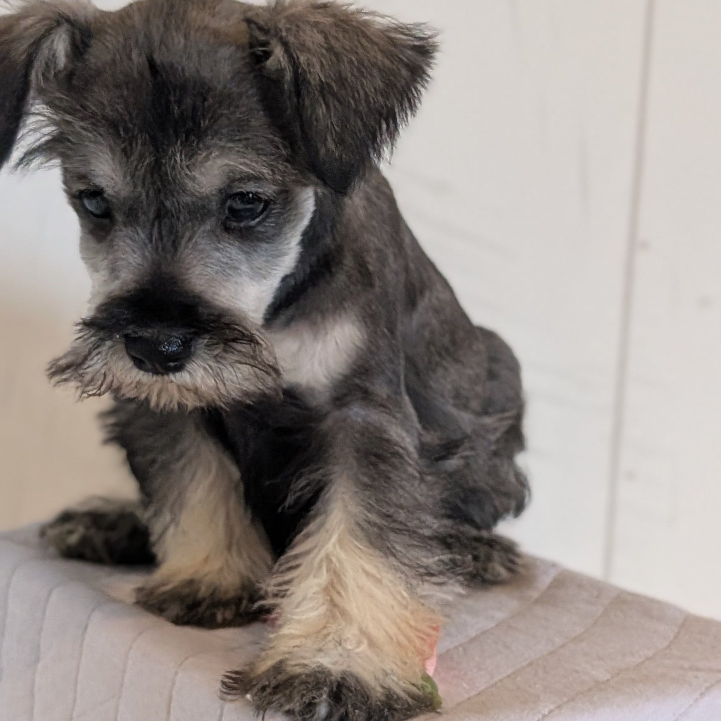 MINI SCHNAUZER (FEB 15) FEMALES
