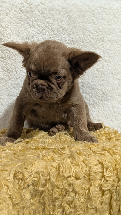 FRENCH BULLDOG (MAY 26) MALE