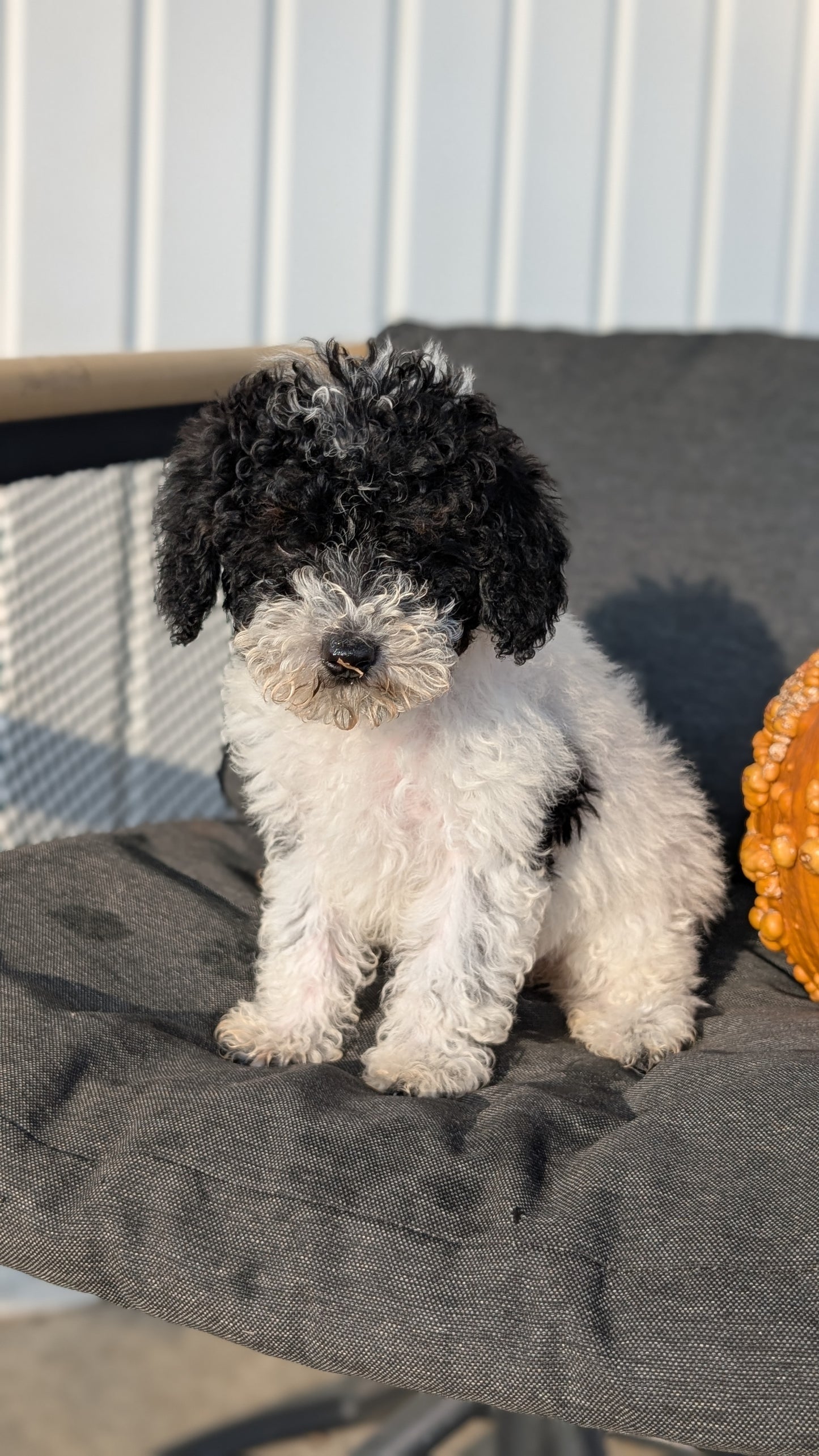 TOY POODLE (08/19) FEMALE