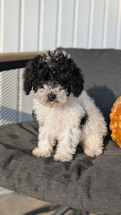 TOY POODLE (08/19) FEMALE
