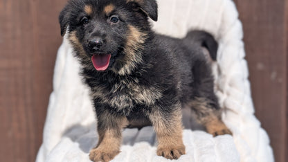 GERMAN SHEPHERD (MAR 28) MALES