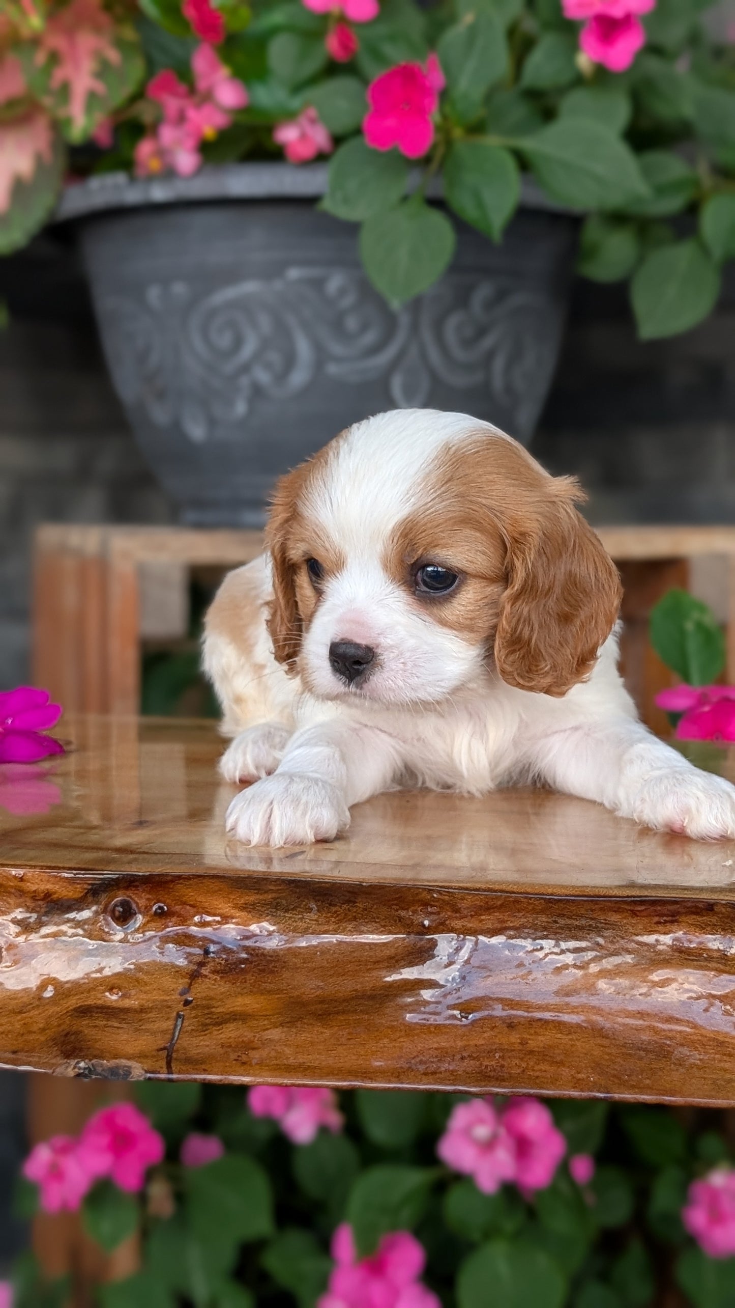 CAVALIER (JUL 18) 3 FEMALES/2 MALES