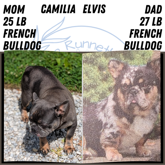 FRENCH BULLDOG (MAY 27) MALES