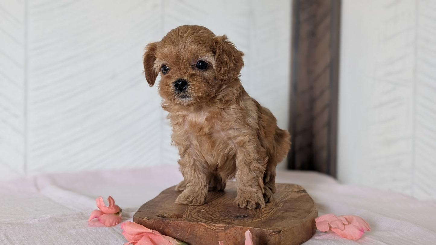 CAVAPOO (FEB 11) MALES