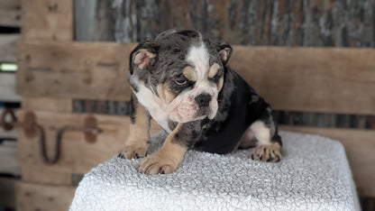 ENGLISH BULLDOG (JUN 29) 1 FEMALE/1 MALE