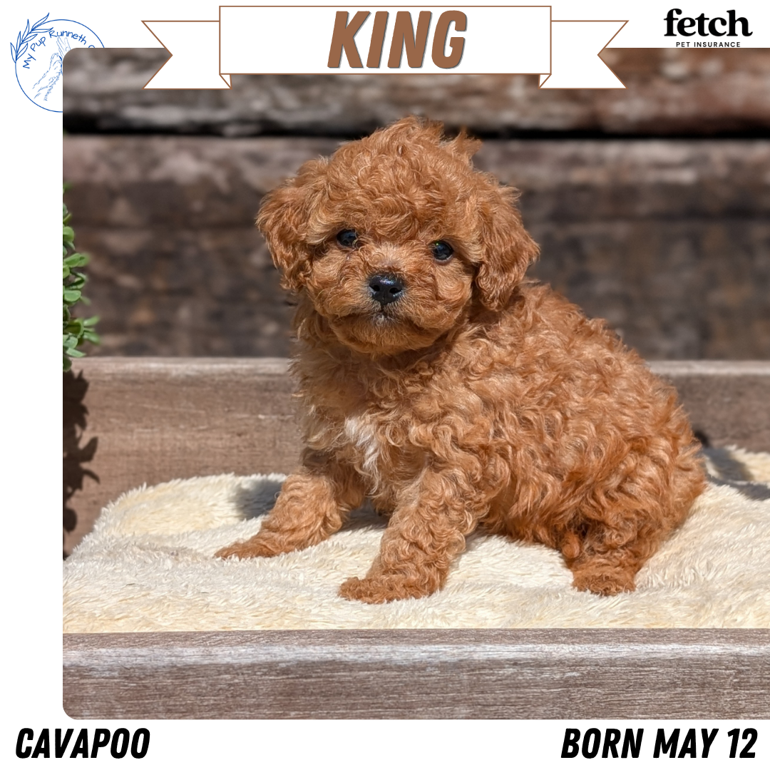 CAVAPOO (MAY 12) MALES