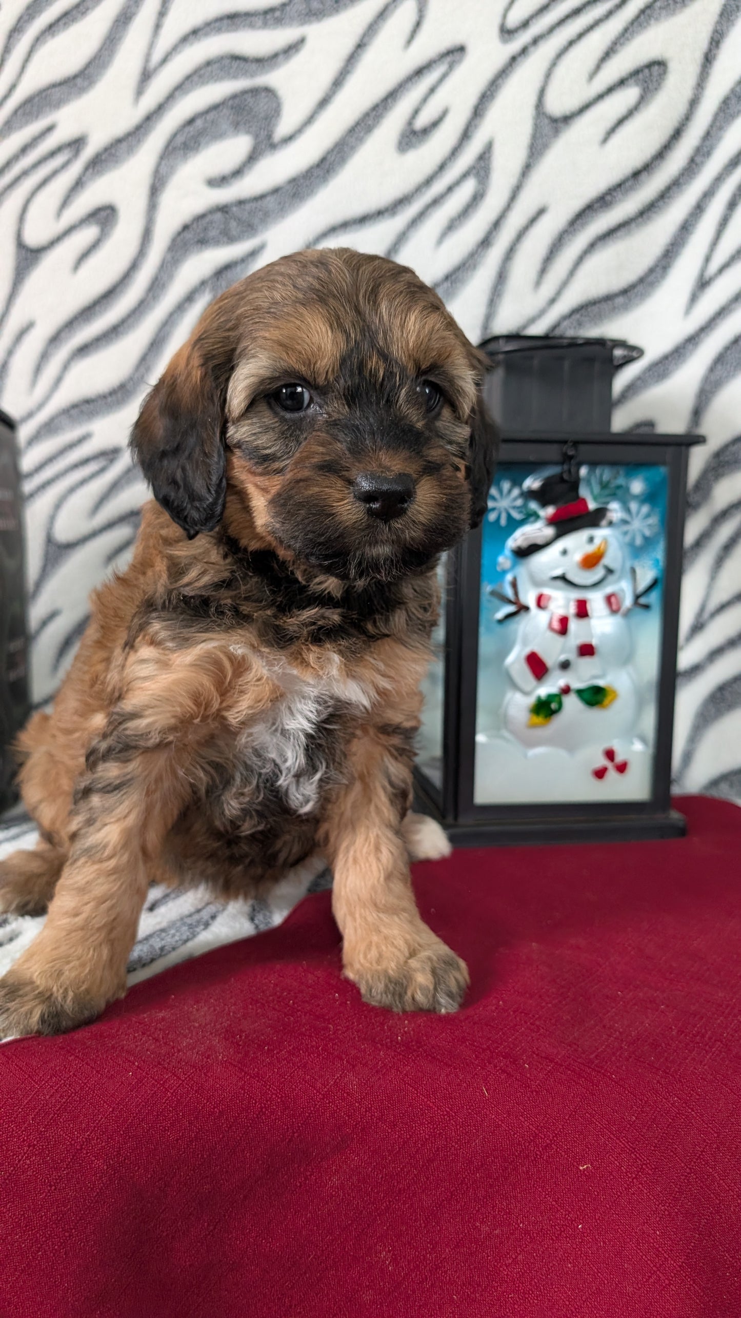 MINI LABRADOODLE (OCT 20) FEMALES