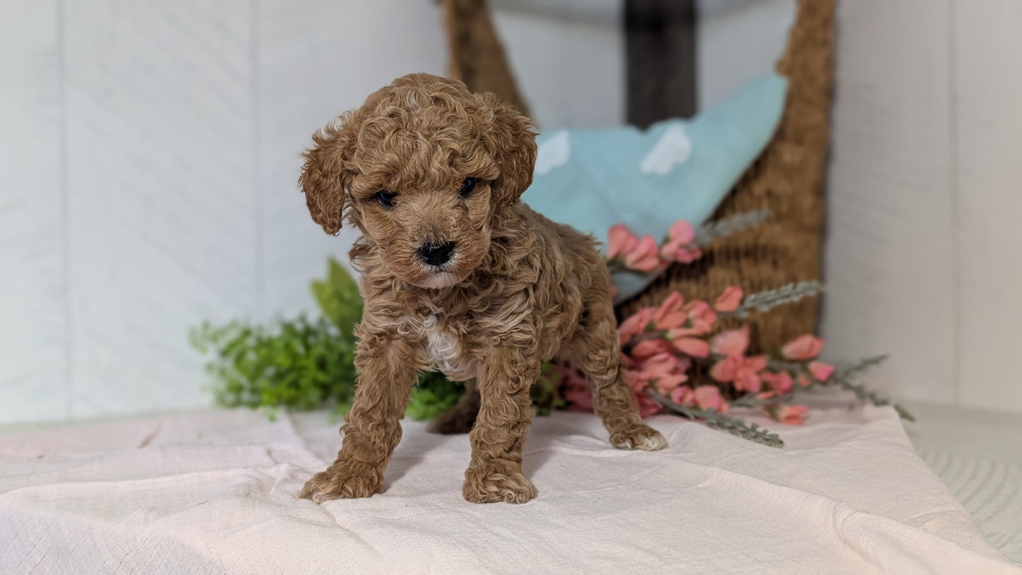 MINI POODLE (DEC 04) MALES