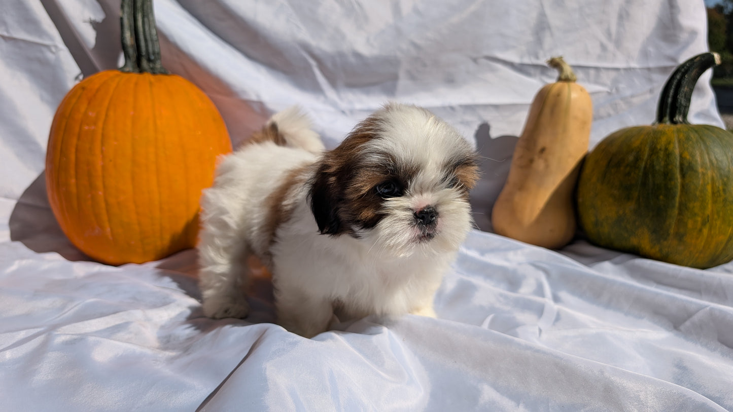 SHIH TZU (07/18) FEMALE