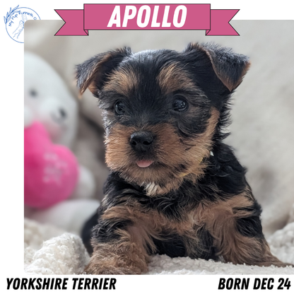 YORKSHIRE TERRIER (DEC 24) MALES