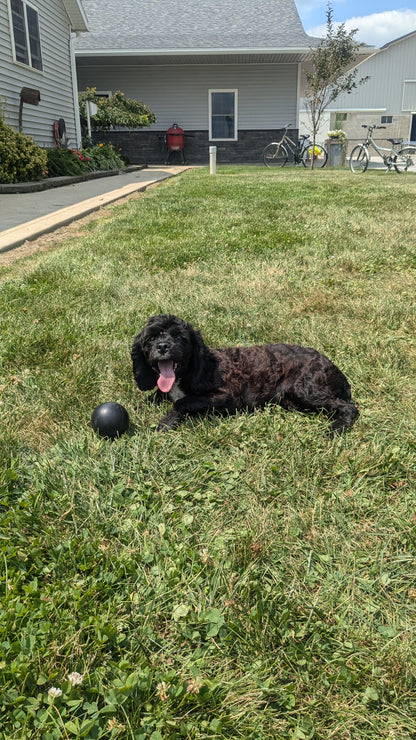 COCKAPOO (01/01) MALE