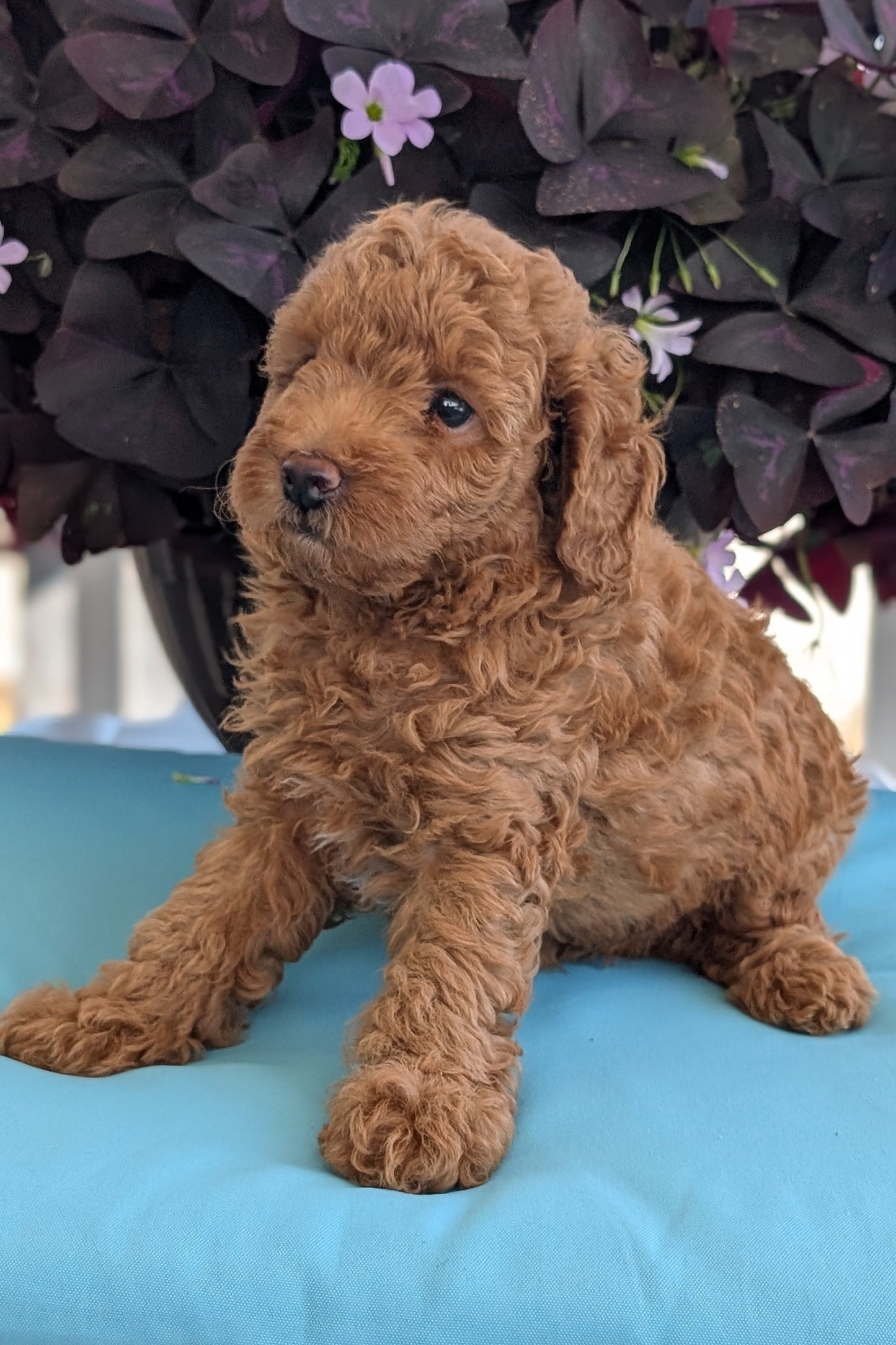 TOY POODLE (MAY 26) MALES