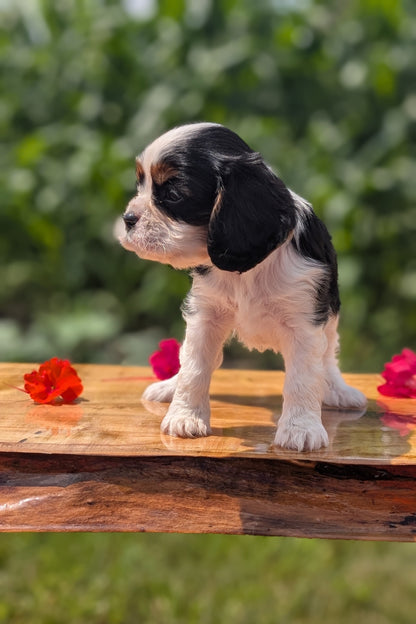 CAVALIER (MAY 30) MALES