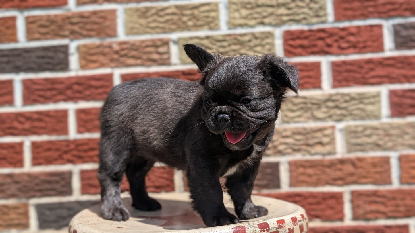 FRENCH BULLDOG (MAR 09) FEMALES