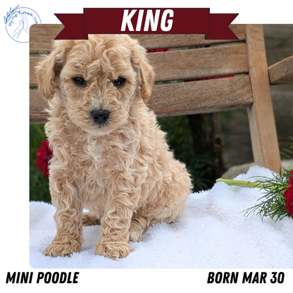 MINI POODLE (03/30) MALE