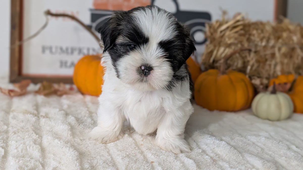 SHIH TZU (AUG 17) 2 FEMALES/3 MALES