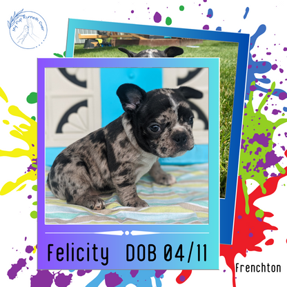 FRENCHTON (04/11) FEMALE