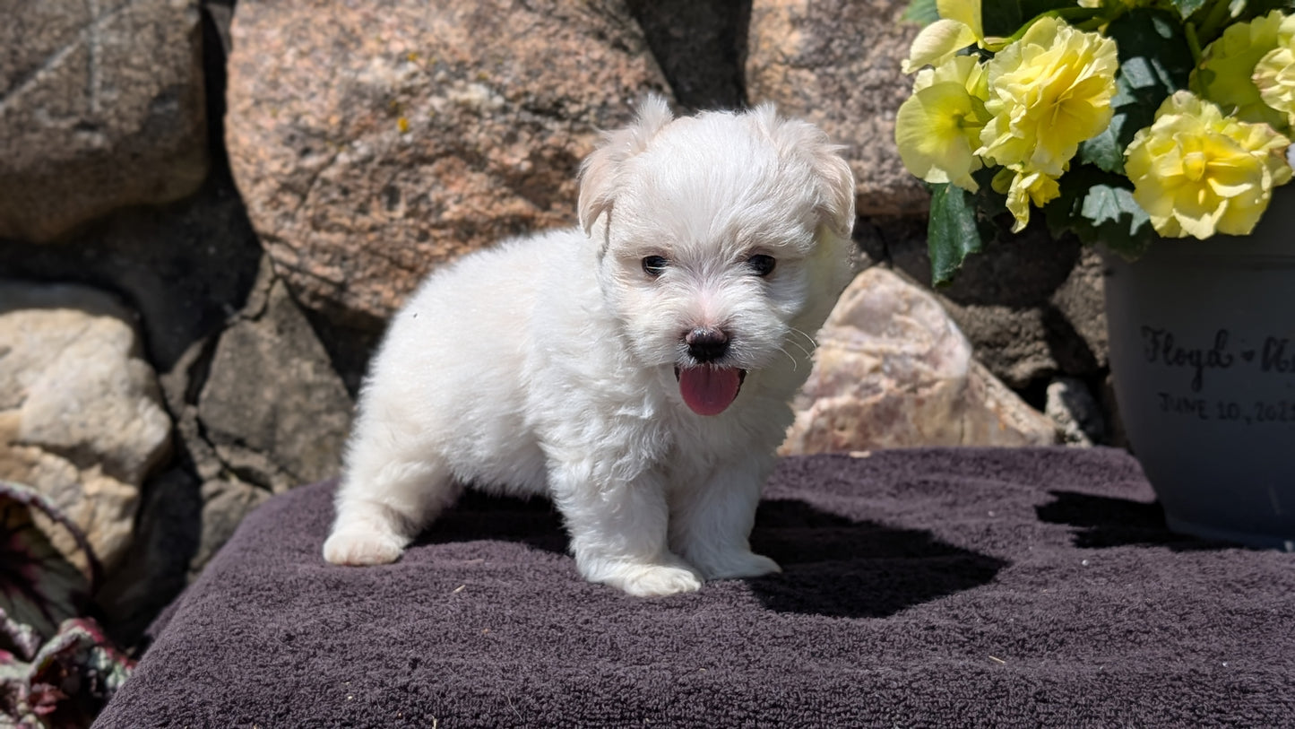 HAVANESE (MAY 14) MALES