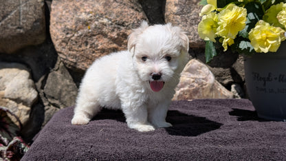 HAVANESE (MAY 14) MALES
