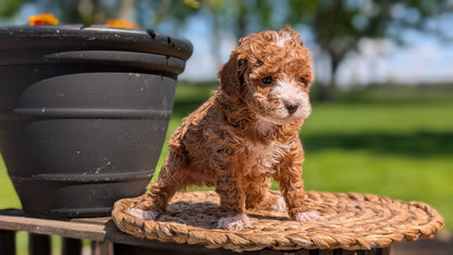MINI POODLE (APR 03) FEMALES