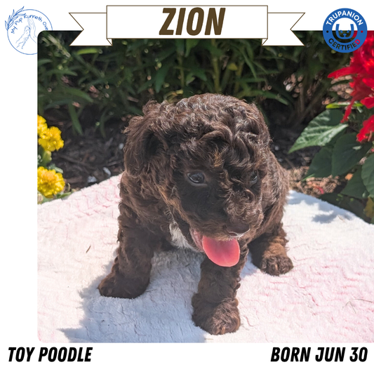 TOY POODLE (06/30) MALE