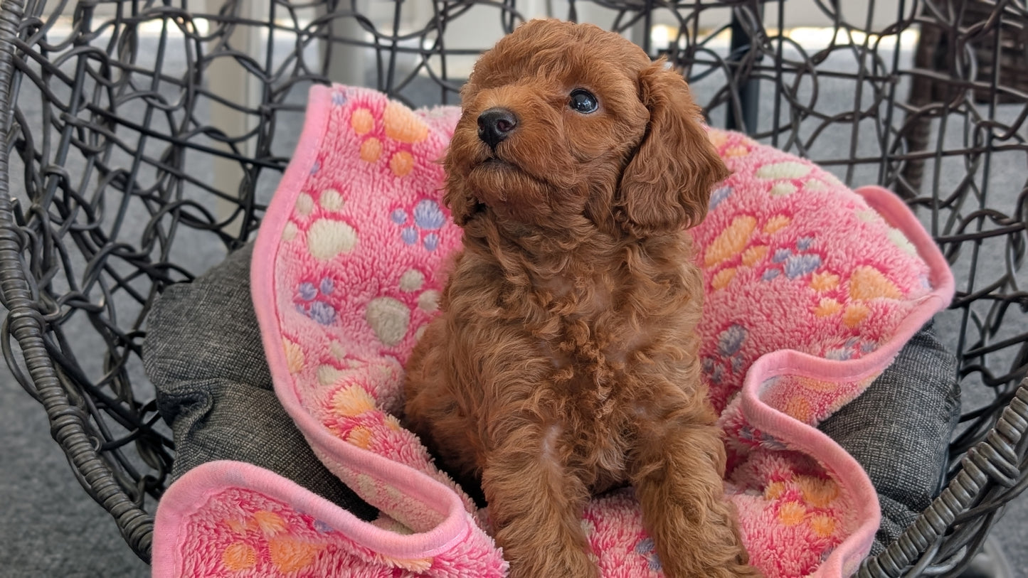TOY POODLE (JUN 22) MALES