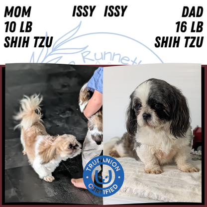 SHIH TZU (DEC 03) FEMALE