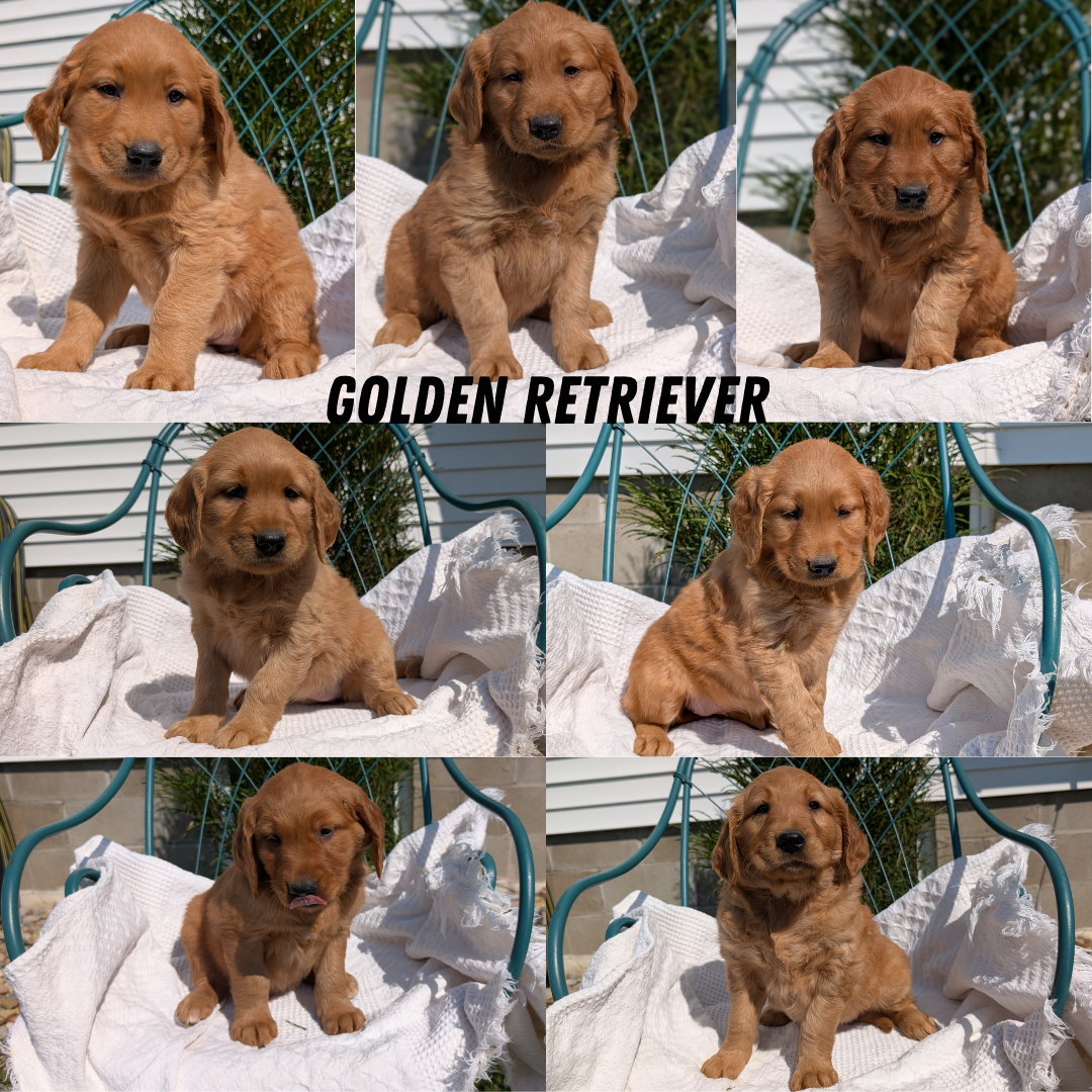 GOLDEN RETRIEVER (07/24) FEMALE