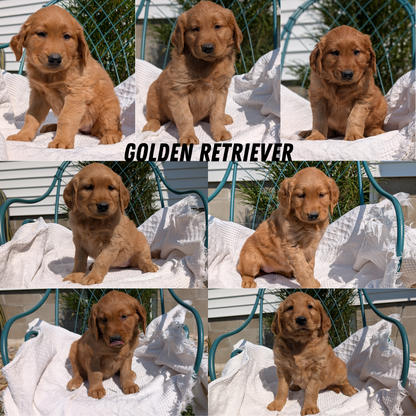 GOLDEN RETRIEVER (07/24) FEMALE