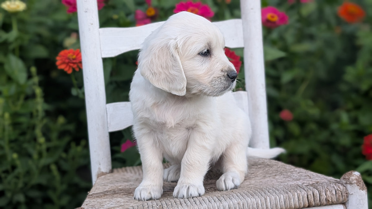 ENGLISH CREAM RETRIEVER (AUG 19) 3 MALES/4 FEMALES