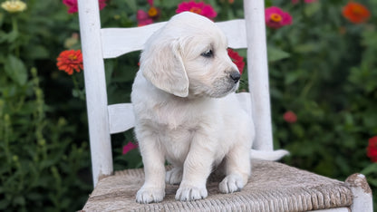 ENGLISH CREAM RETRIEVER (AUG 19) 3 MALES/4 FEMALES
