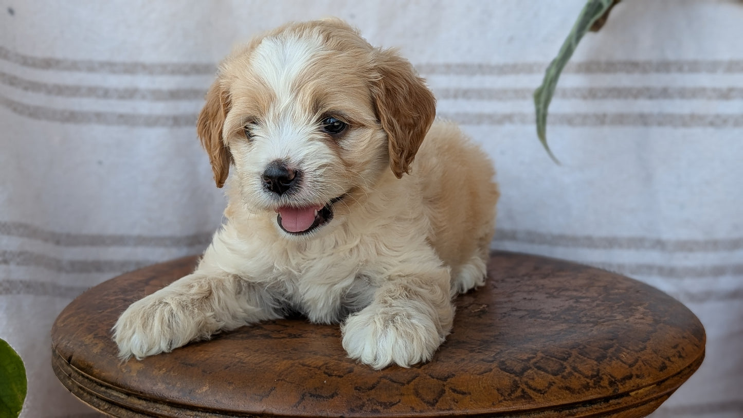 CAVAPOO (MAY 23) FEMALES